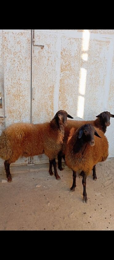 simental inekler azerbaycanda: Salam ünvan bakınin maştağa Kendi obşi 3 baş qoçlar qala sortu reyal — 1