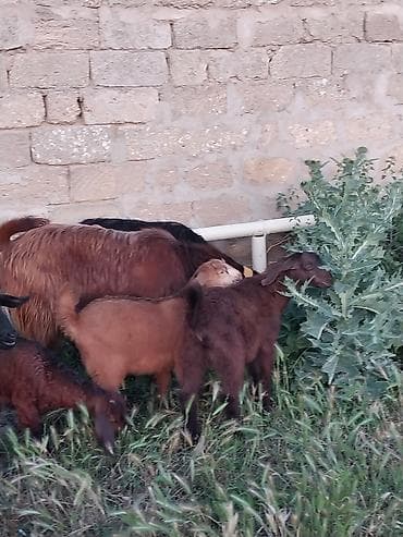 qara mal: Super Hələb keçisi ! 2 si birinci qarına doğub 2 sidə 3 qarına doğub — 3