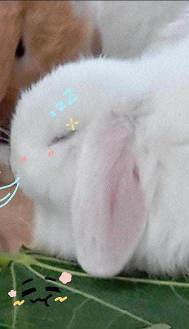 dekorativ dovşan: Mini Lop dekorativ dovşan balaları - Cins: Mini Lop (aşağı sallanan — 5