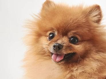 tap az pitbull: Şpitz, 10 ay, Erkek, Peyvəndli, Pulsuz çatdırılma, Rayonlara çatdırılma — 1