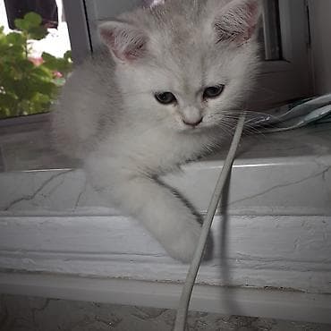 heyvan: Şinşilla, Erkək, Dişi, Yaxşı əllərə, Ödənişli çatdırılma, Ünvandan götürmə — 3