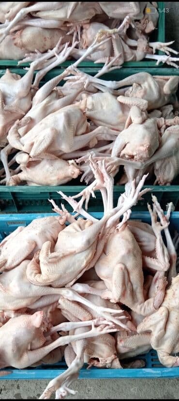 Ət: Öz həyətimizindi ona görə sərfəli qiymətə satılır Məhsul: Təmizlənmiş — 1