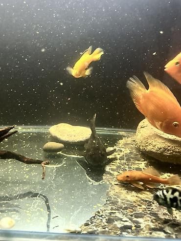 şamayka balığı: Baliqlar hamisi birlikde 240manata satiram deyerinen awagi satiram bu — 7