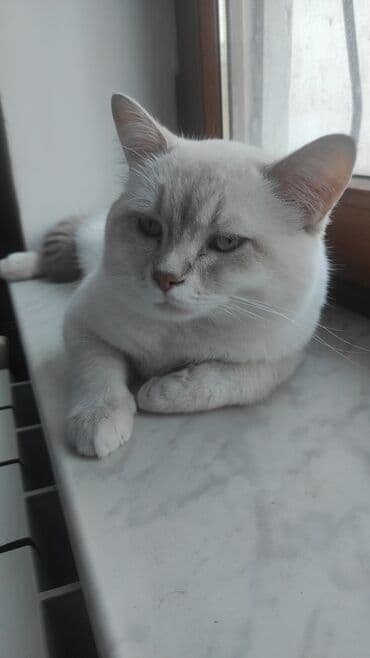 ağ pişik satışı: Britan — 3