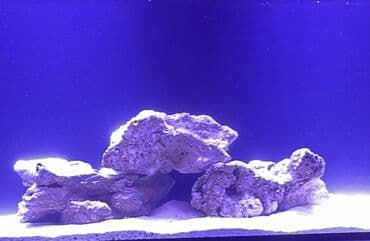 baliq tutmaq üçün yemler: Okean dashlari satilir trafeus saxliyanlar ucun okean akvariumu ucun — 1