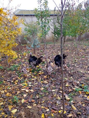 damaz: Erkək, Damazlıq — 4