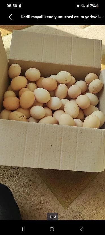 Mayali kend yumurtasi