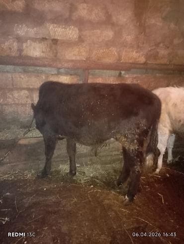 tap az xaski: Satılır: qara rəngli dana - Növ: iri buynuzlu heyvan, dana - Rəng — 4