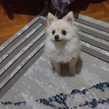 Şpitz, 5 ay, Dişi, Ünvandan götürmə lalafo.az -da Şpitz, 5 ay, Dişi, Ünvandan götürmə