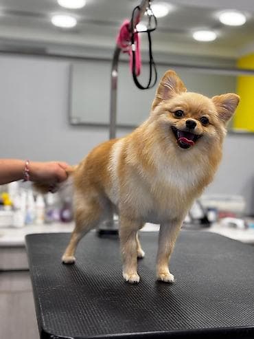 Heyvanlar üçün mallar: Şpitz, 1 il — 3