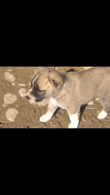 alabay iti satilir: Alabay, Erkek — 3