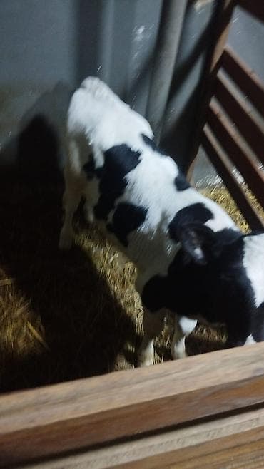 Pişiklər: Holşteyn cinsinə aid qara-ağ ləkəli buzov. salam disi buzovdu koosdin — 6