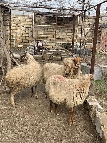 Boğaz qoyunlar satılır qəşəy qoyunlardı uzun 1 aya doğacağlar