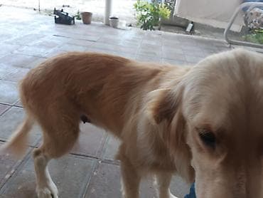köpek it adlari: İtlər — 4