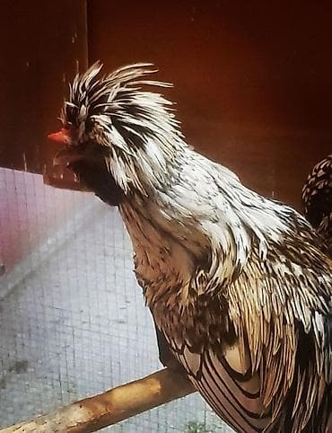 lider toyuq: Toyuq, Damazlıq, Ünvandan götürmə — 4