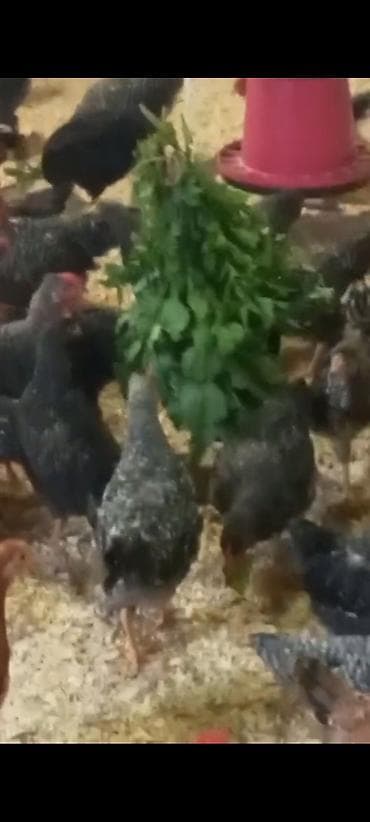 tovuz qusu satilir: Tam saglam 2 ayllg xarkov ve lider55 colpalarl satlr — 1