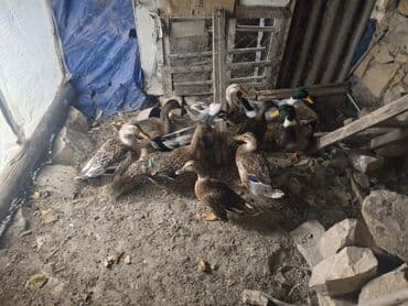 ağdam xoruzu gence: Самец, Для разведения — 2