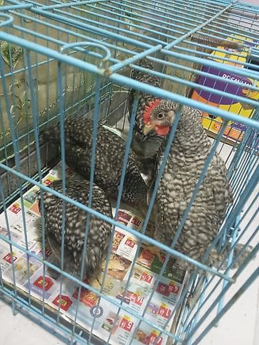 Toyuqlar: Toyuq, Damazlıq — 1