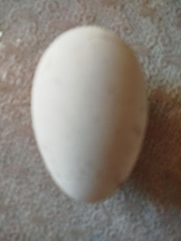 Linda qaz yumurtasi
qiyməti 2.50