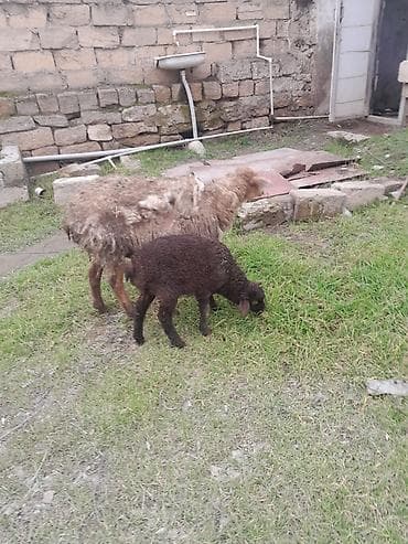 Quzu: Salam sağlam heyvandir bala erkekdi — 1