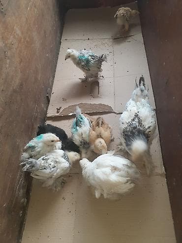 çüçə: Brama cücələri 9 dənədi 7si 15 günlük ikisi bir aylıqdı vaksinləri — 10