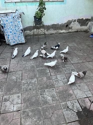 Akvariumlar: Salam Kom. Sonu. 8 m dan 14 heyvandı sonu qiymətə görə Narahat eləmə — 1