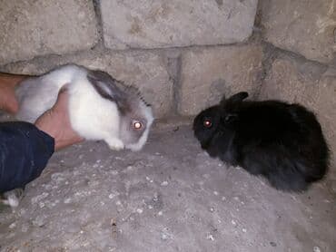 Digər kənd təsərrüfatı heyvanları: Ev dovşanları – müxtəlif rəng və tüklü növlər Məhsul təsviri: - — 3