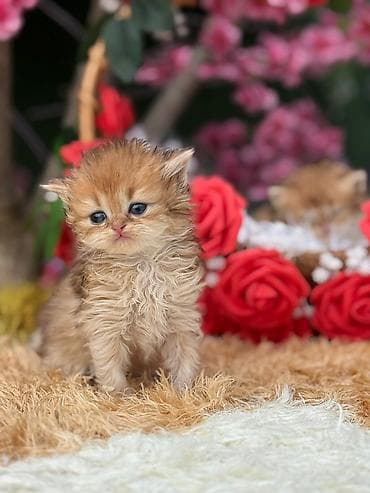 it adlari disi: Cins pişik balası – uzun tüklü, qızılı-şabalıdı rəng palitrası, yumşaq — 3