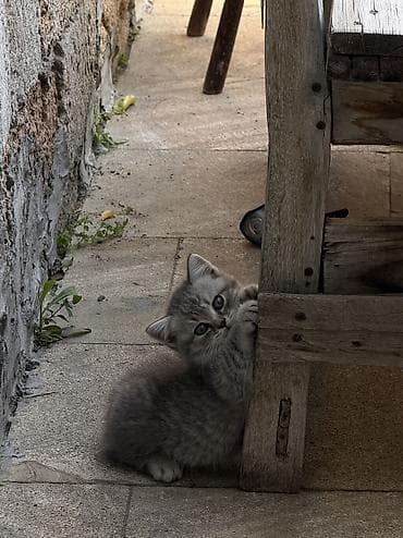 erkey pisik adlari: Britan, Erkək — 4