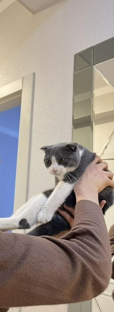 van pisiyi satilir: Şotland yastı qulaq, Erkək — 3