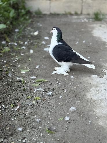 pişik su qabı: Qizgin erkey delfin satilir irilerdendi — 1