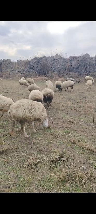 Ördəklər: Bogaz və Sağlam Heyvanlar satilir kom satilir. tek tek satilmir . Bu — 2