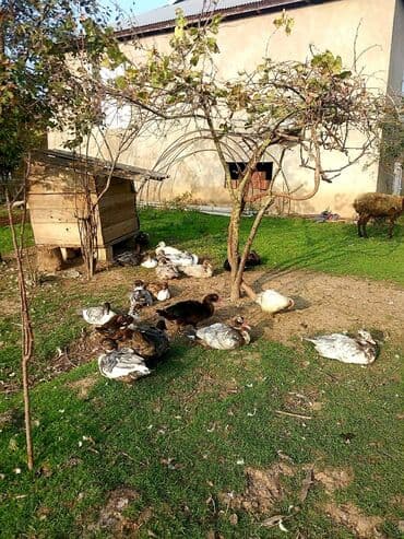 heyvanlara verilen xususi adlar: Boş bekar adamlar narahat etməsin — 3