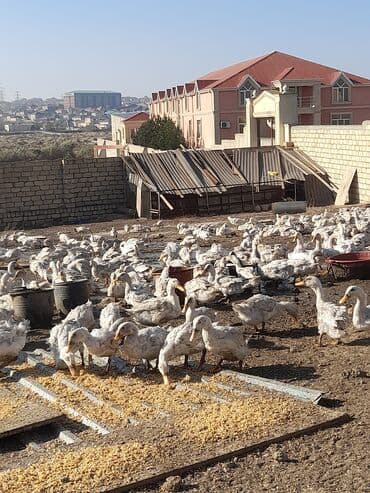 ördəkləri: Məhsul: Ağ ördəklər (təsərrüfatdan) Təsvir: - Açıq həyətyanı sahədə — 2