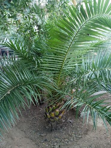 sultan daragi gülü: Деревья — 7