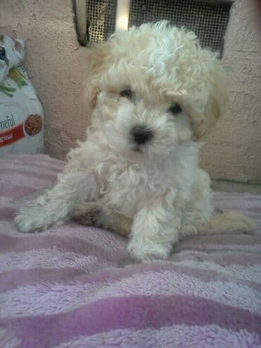 afçarka itləri: Pudel, 2 ay, Erkek — 2