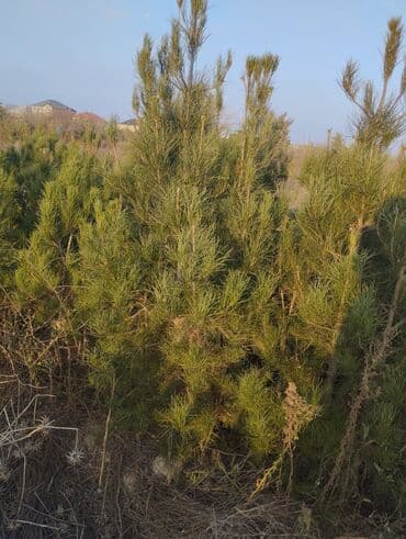 Bıçaqlar: Şam ağacı fidanları - Növ: Şam (iynəyarpaq, həmişəyaşıl) - Təyinat — 11