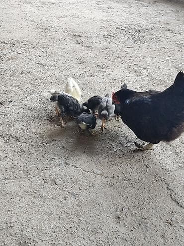 Kürt avstrolop toyuğu ve 1 aylıq 7 cüce birlikdə satılır. 40 AZN lalafo.az -da Kürt avstrolop toyuğu ve 1 aylıq 7 cüce birlikdə satılır. 40 AZN