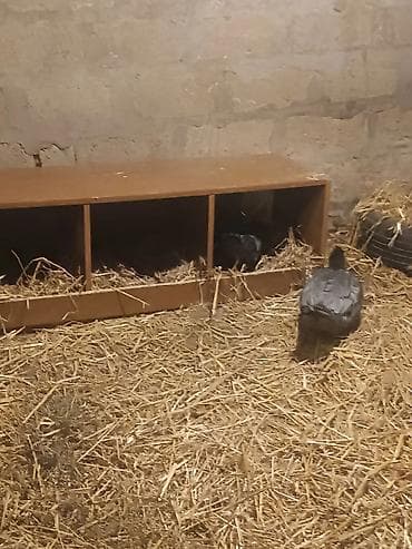 Balıqlar: Dişi, | Lal ördək, Ətlik, Ödənişli çatdırılma — 2