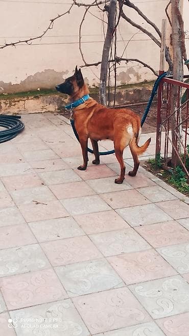 тибетский мастиф цена в баку: Бельгийская овчарка, 2 года, Самка, С прививками, Самовывоз — 3