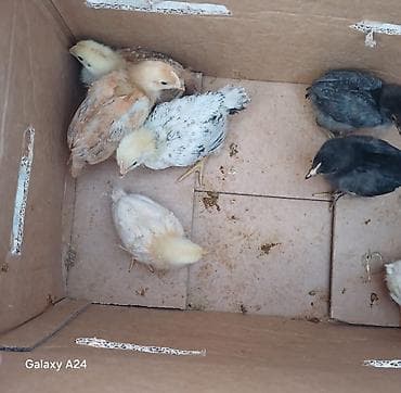 Toyuq cücələri, Ətlik