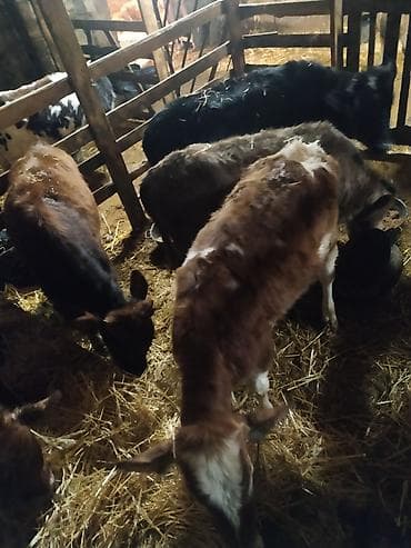 smental dana: 9 ədəd dişi dana satılır. Danalar diri çəkiylə tərəzidə çəkilib — 2