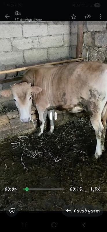 it növü: Qurbanlıq/heyvandarlıq üçün dana - Növ: iri buynuzlu heyvan (dana) - — 2