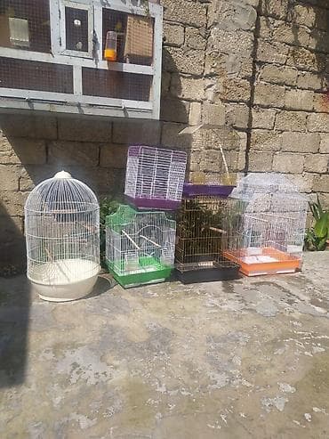 pisik yuvalari: Qefesler 15-20 azn — 1