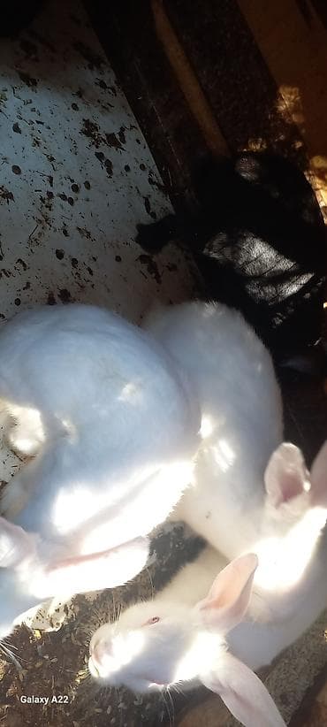 heyvanlar quba: Kaliforniya dovşanı və yerli cins qarışığıdır. Sağlam, aktiv və yaxşı — 3