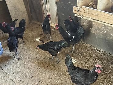 cuce toyuq: Avstraloq xoruzları 4-5 aylıq arasıdı 1 ədədi 30 azn 2 den artıq — 2