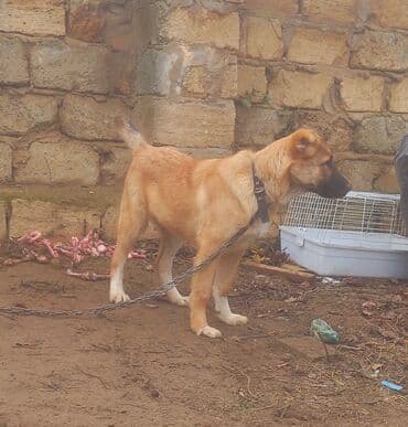 Digər heyvanlar: Qurdbasar — 4