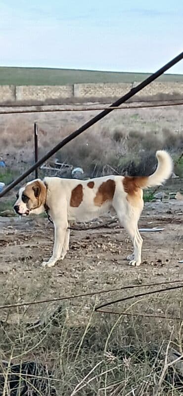 golden retriever satılır: Qurdbasar, 1 il, Erkek, Peyvəndli, Rayonlara çatdırılma — 2