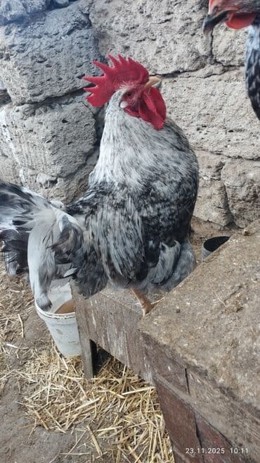 cücə satışı 2023: Salam Alekum. Temiz qan xarkovdu qiymet sondu catdirilma yoxdu — 2