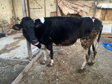 Inəklər, öküzlər: Bakı malıdı tovle malıdı keskılıkdı çavan duyedı 1 defe dogub 1 ıldıde — 3